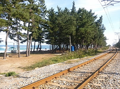 Railway, fyrretræ, havet