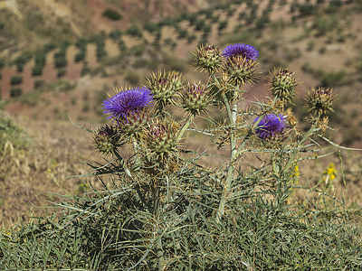 thistles, thorns, thistle, plant, plant wildlife, barbed, cotton thistle