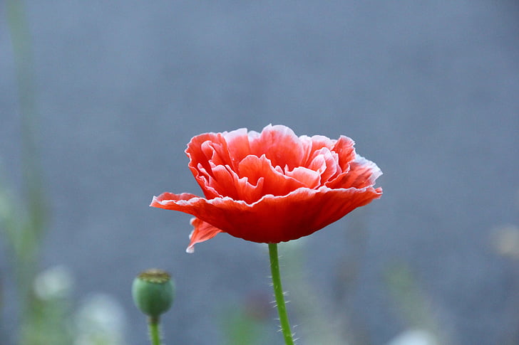 bunga opium, bunga, klatschmohn, poppy merah