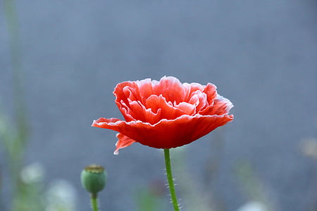 poppy flower, flower, klatschmohn, red poppy