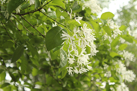 balta gėlė, medžiai, natūralus