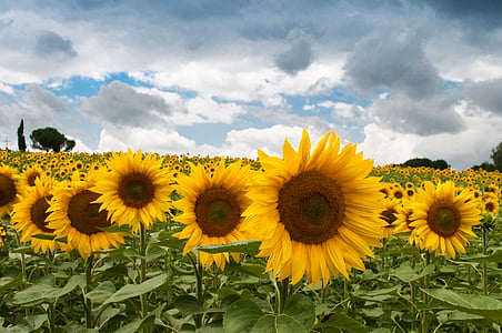 bunga matahari, Taman, Siang hari, bunga matahari, bidang, kuning, langit