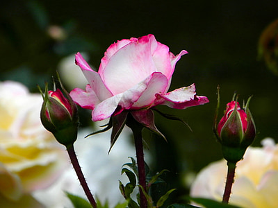 naik, bunga, merah muda, putih, Blossom, mekar, tanaman
