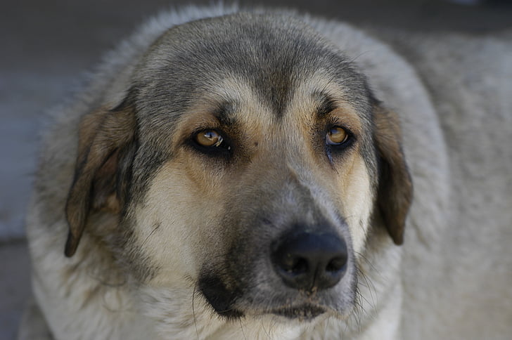 dog, animal, pet, animals, cute