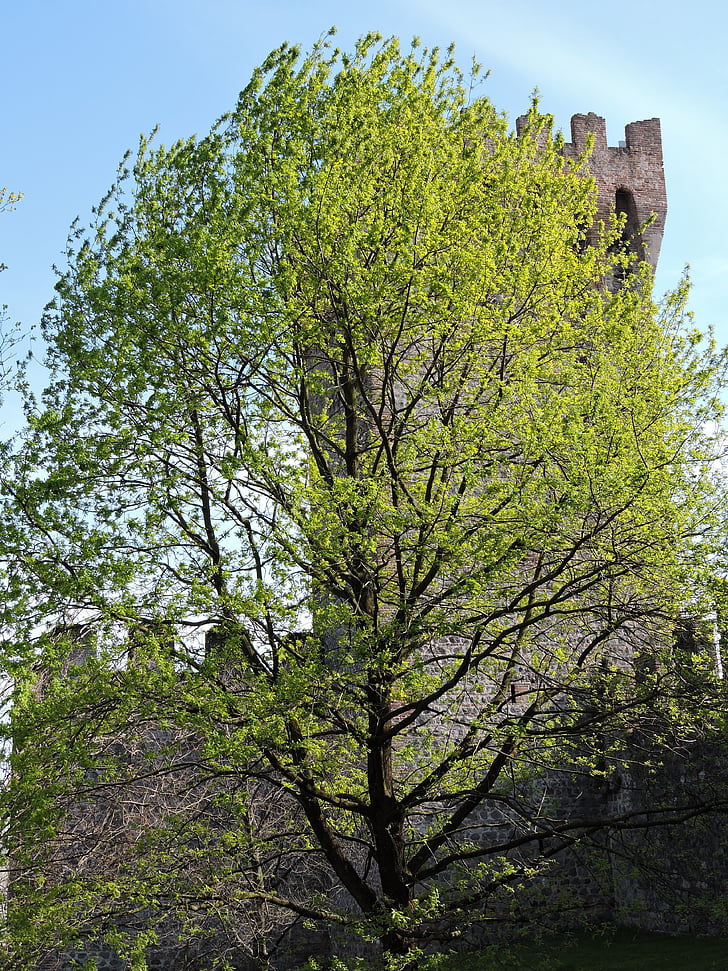 treet, Torre, grønn, natur, festning, slottet, middelalderen