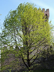 tree, torre, green, nature, fortification, castle, middle ages