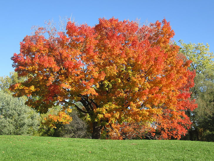 Осень, цвета, Осенний пейзаж, листья, яркие цвета, красный, оранжевый