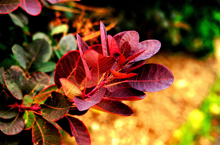 foliage, red, foliage and branches, greenery, leaf, nature