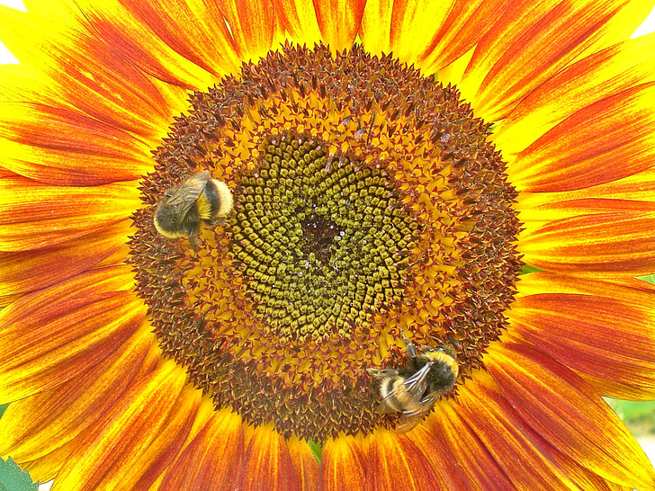 sun flower, hummel, pollination, sunny, summer