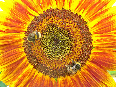 bunga matahari, Hummel, penyerbukan, cerah, musim panas