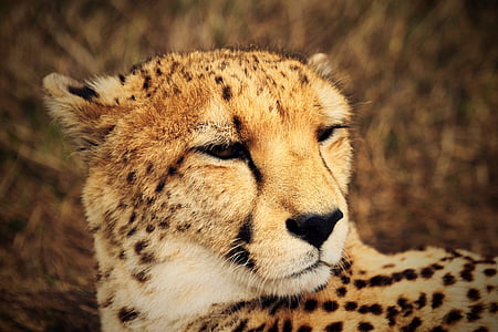 Cheetah, vilde, Afrika, fauna, Savannah, Wildlife, dyr