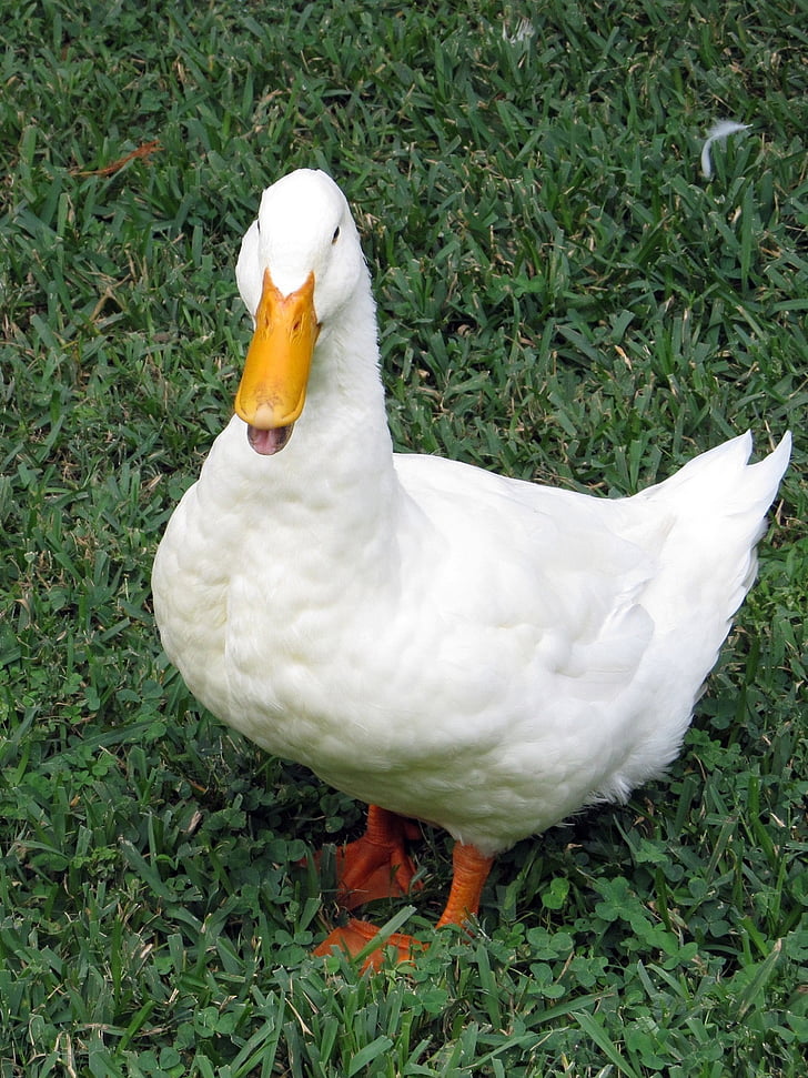 white duck, domestic, grass, duck, cute, feathers, bird