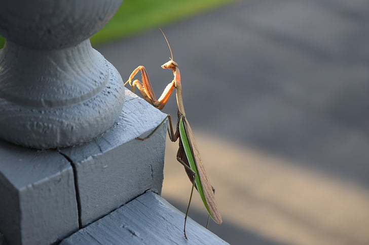 Mantis, rugându-se, bug-ul, natura, Praying mantis