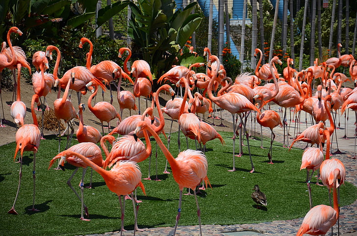 zoo animals, bird, flamingos, nature, san diego zoo, pink, fauna