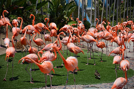 zooloģiskā dārza dzīvnieki, putns, Flamingi, daba, San diego zoo, rozā, fauna