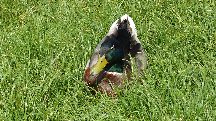 duck, mallard, bird, water bird, meadow, male mallard