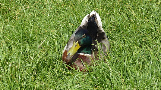 патица, зеленоглава патица, птица, вода птица, ливада, мъжки зеленоглава патица