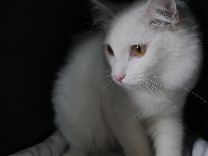 котка, бяла котка, едър план, housecat, Симеонов, пухкава котка, домашен любимец