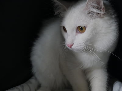 kaķis, balts kaķis, closeup, housecat, mīļā draudzene, pūkains kaķis, PET