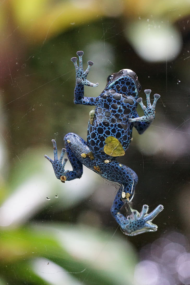 poison frog, frog, blue, toxic