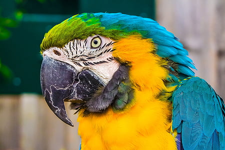parrot, bird, nature, animal portrait, animal, macaw, pets