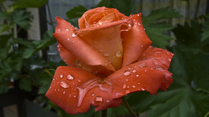σταγόνα βροχής, τριαντάφυλλο, μετά τη βροχή