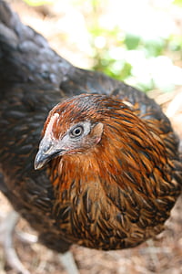kyckling, öga, fågel, gård, djur, inhemska, fjäderfä