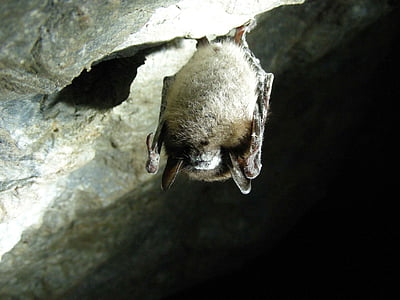 lucifugus, Myotis, Cave, bat, ruskea, vähän, lepakot