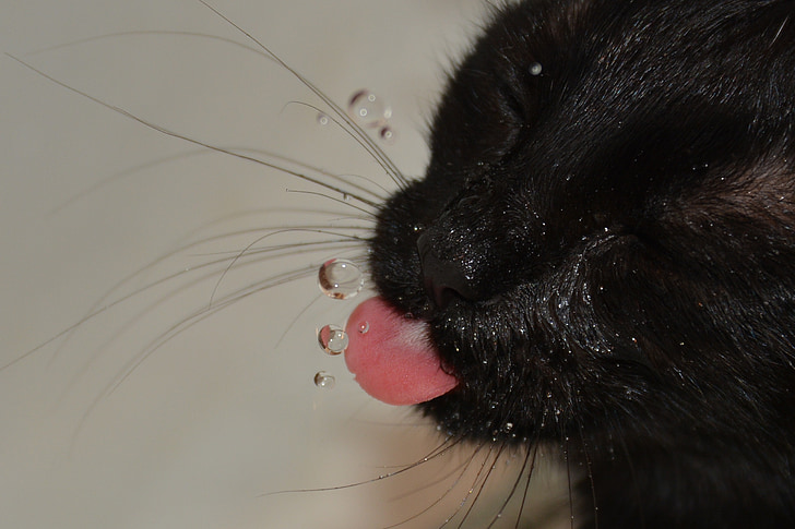 katten, vann, drikkevann, drikking, drøvelen, muzzles, dyr