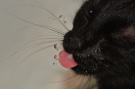 Kot, wody, wody pitnej, do picia, języczka, kagańce, zwierząt