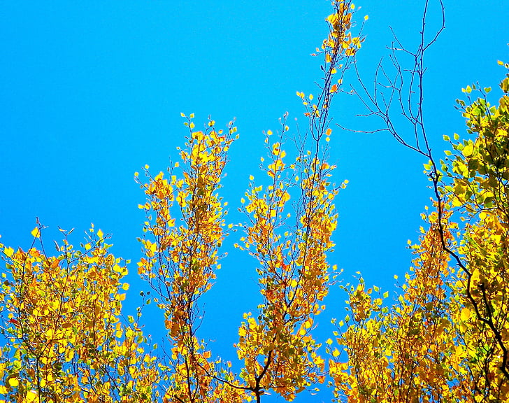 birch, yellow, blue, himmel, autumn