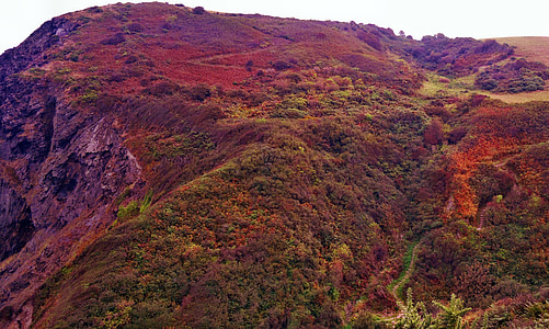 paisagem, Heather, roxo, cênica, natureza, natural, Panorama