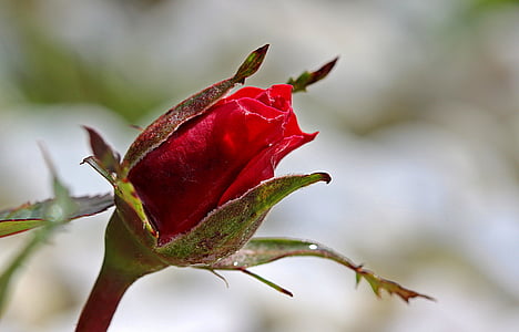 Rosa, Rosebud, brot, vermell, flor rosa, planta, bellesa
