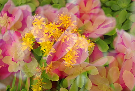 Multiexponering, blommor, varma färger, bakgrund, mönster, blommig