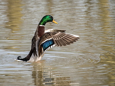 duck, mallard, wing, water, plumage, one animal, lake