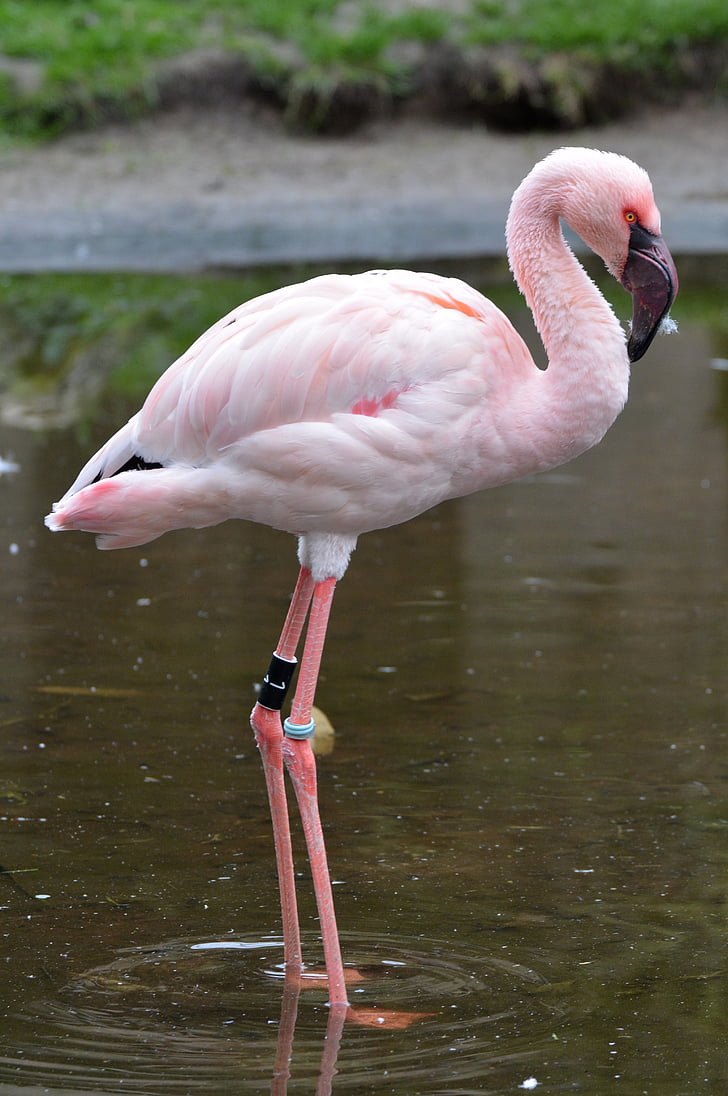 Flamingo, růžová, zvíře, pták
