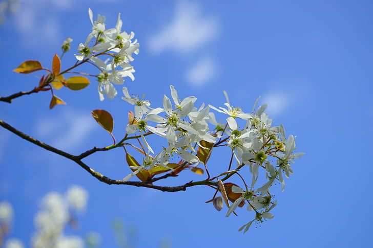 Amelanchier, flors, blanc, blütenmeer, primavera, arbre, branca