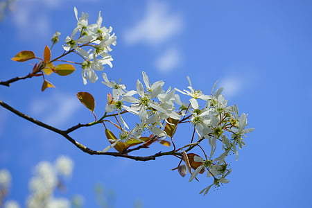 Amelanchier, fiori, bianco, nicht, primavera, albero, ramo