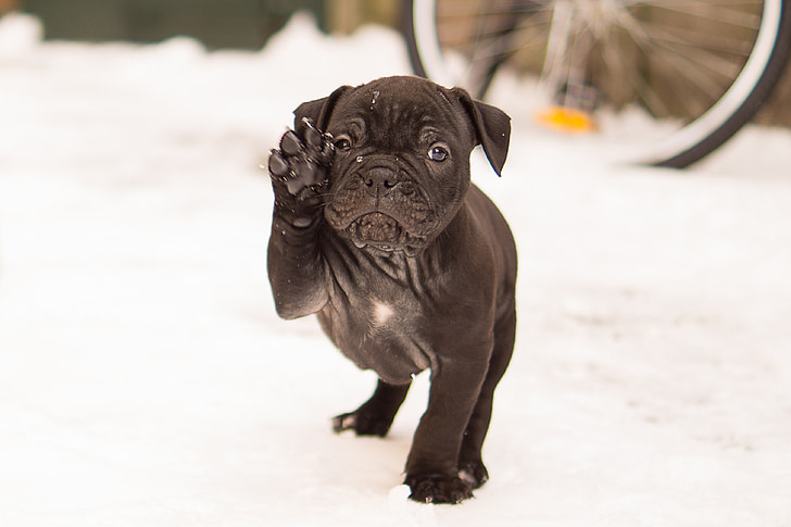 Bulldog, kucēns, ķepu, melna, sniega, balta, gudrs kucēns
