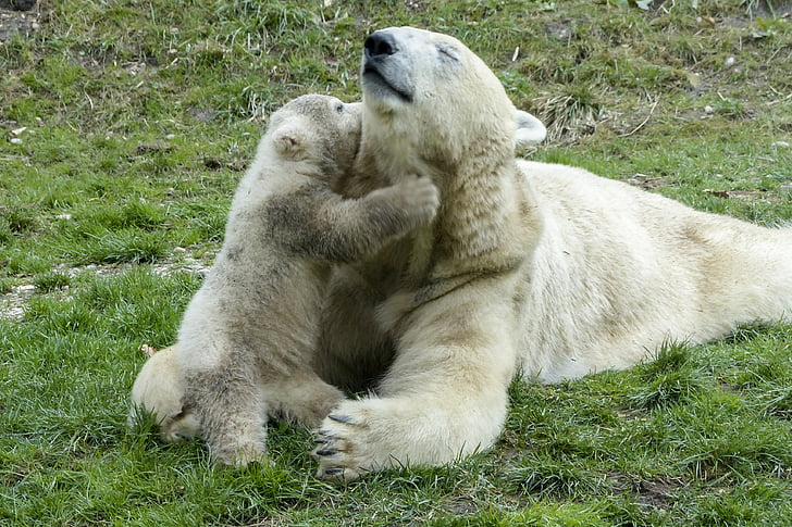 ľadový medveď, samica, mláďa, zviera, cicavec, Príroda, voľne žijúcich živočíchov