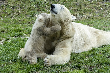 isbjørn, kvinde, cub, dyr, pattedyr, natur, Wildlife