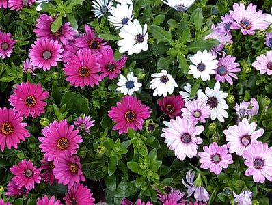 cúc vạn thọ, Hoa, màu tím, làm vườn, Thiên nhiên, thực vật, mùa hè