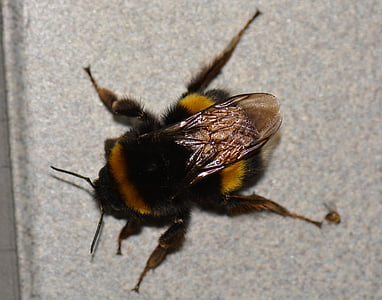 bumblebee, bug, animal