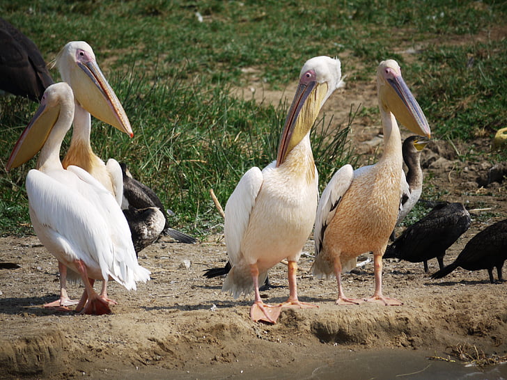 Pink pelican, kelompok, lubang berair, Uganda, Pelikan, hewan liar, Afrika