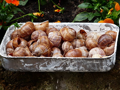 escargots, snails, collection, shells, helix pomatia, land snail, shell