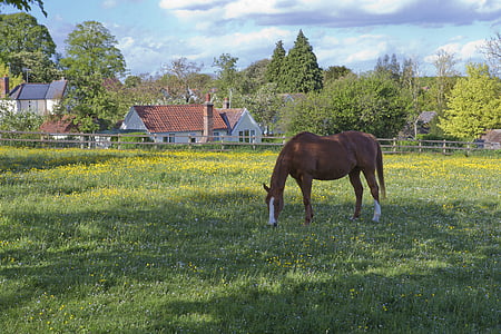 grazing mare, white blaze, meadow, buttercups, post and rail fence, grass, green