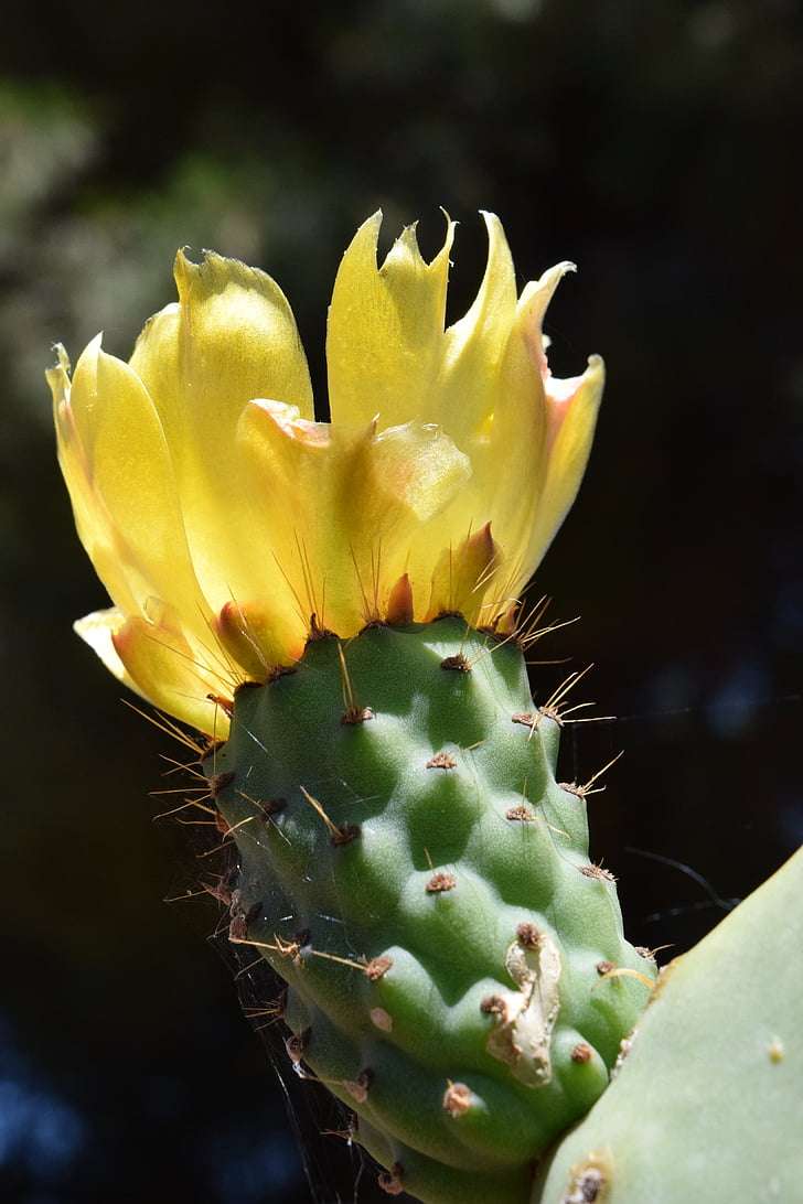 prickly pear, Blossom, Bloom, Cactus, stekelig, Spur, cactus bloemen