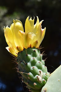 fico d'India, Blossom, Bloom, Cactus, fico d'India, sperone, fiori del cactus