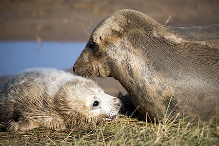 Seal pup, zeehonden, dieren in het wild, zoogdier, pup, natuur, dier