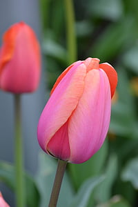 tulipano, fiore di primavera, rosa, Blossom, Bloom, primavera, natura